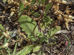 Arnoseris minima