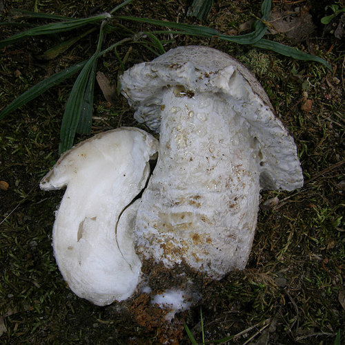 Amanita Mold