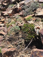 Eriogonum latens
