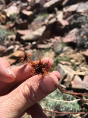 Eriogonum latens