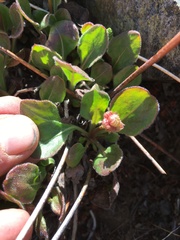 Eriogonum latens
