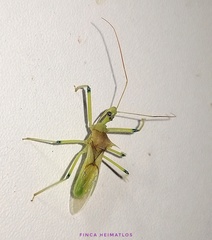 Ploeogaster