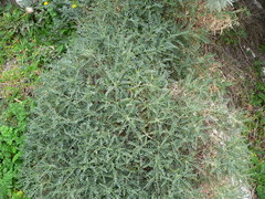 Astragalus terraccianoi