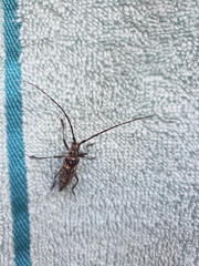 Monochamus marmorator