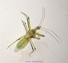 Ploeogaster