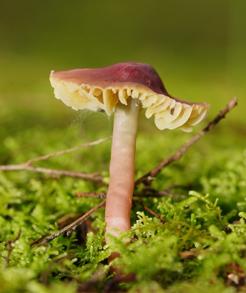 Humidicutis arcohastata