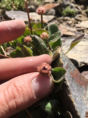 Eriogonum latens