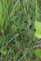 Juncus triglumis