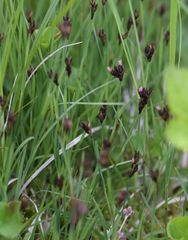 Juncus triglumis