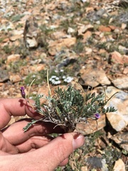 Oxytropis parryi