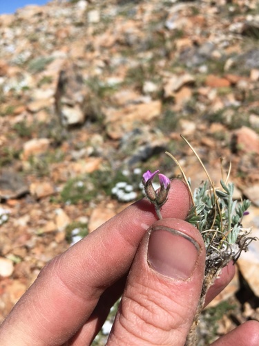Image of Oxytropis parryi by (c) Martin Purdy, some rights reserved (CC BY)