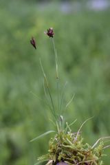 Juncus triglumis