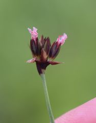 Juncus triglumis