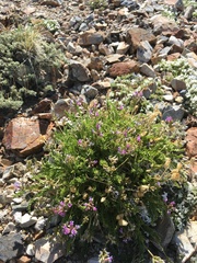 Oxytropis borealis viscida