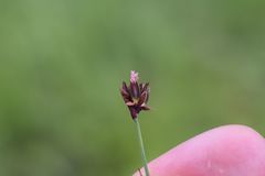 Juncus triglumis