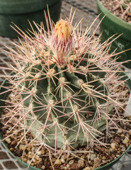 Homalocephala parryi