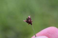 Juncus triglumis