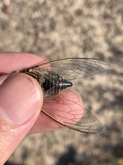 Diceroprocta eugraphica