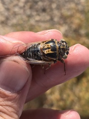 Diceroprocta eugraphica