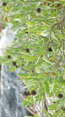 Borrichia frutescens image