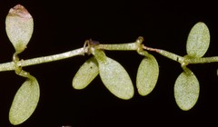 Callitriche terrestris