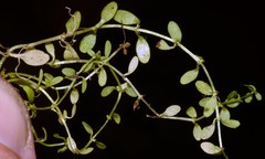 Callitriche terrestris