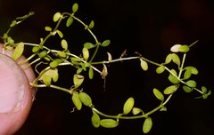 Callitriche terrestris