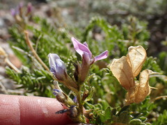 Oxytropis borealis viscida