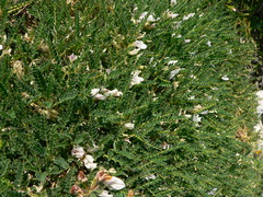 Astragalus terraccianoi