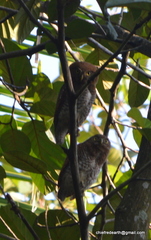 Glaucidium radiatum