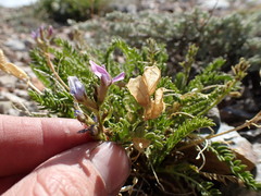 Oxytropis borealis viscida