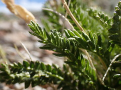 Oxytropis borealis viscida