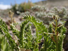 Oxytropis borealis viscida