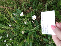 Convolvulus arvensis