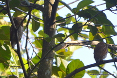 Glaucidium radiatum