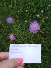 Knautia arvensis