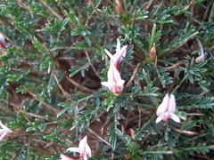 Astragalus balearicus