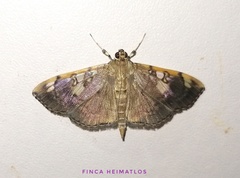 Pantographa expansalis