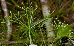 Ptilimnium nuttallii