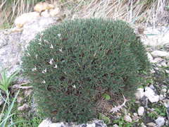 Astragalus balearicus