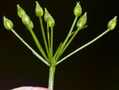 Ptilimnium nuttallii