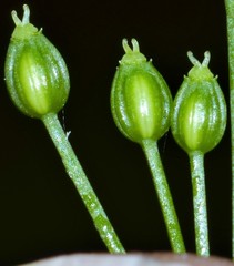 Ptilimnium nuttallii