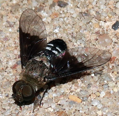 Thyridanthrax selene