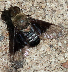 Thyridanthrax selene