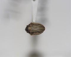 Homaemus