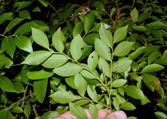 Vaccinium virgatum