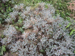 Astragalus tragacantha