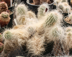 Echinocereus delaetii