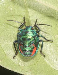 Calliphara excellens