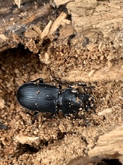 Platycerus